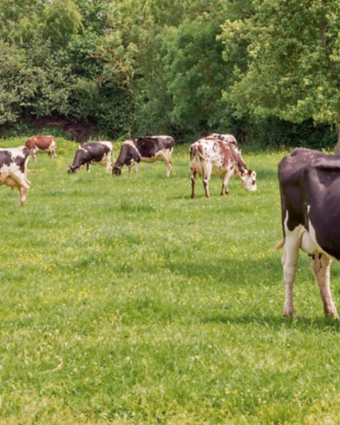 Pastvinná zmes do suchých kopcovitých oblastí Efeoga 1 kg